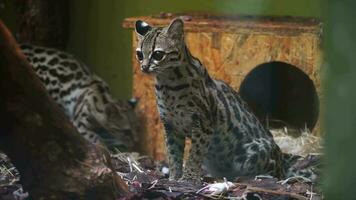 Video of Margay in zoo