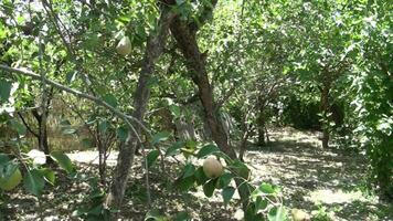 tree in the garden video