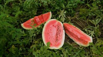 cut watermelon on the field video