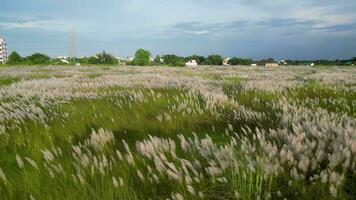 Drone flying over a Saccharum spontaneum flower field, White Saccharum spontaneum flower swaying in the wind in the autumn field, Kashful or Saccharum spontaneum flower swaying in the wind video
