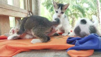 quatre mignonne chatons sont en jouant dans le salle de jeux à l'intérieur le maison. video