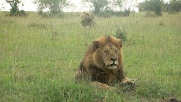 An impressive male wild lion in the wilds of Africa in Masai Mara. video