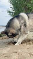 Closeup of a Malamute digging a hole on the river bank. Funny closeup video of a cute big dog digging a hole in the river sand. The charm of dogs as pets.