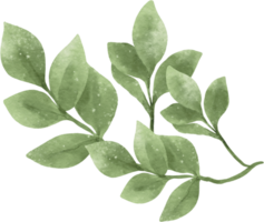 aguarela vegetação folha ilustração png