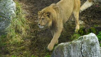 Lion in zoo video