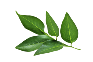 folha plantar isolado em transparente fundo png