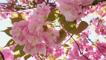schön und süß Rosa Kirsche Blüten, Sakura Blumen, Hintergrund Hintergrund video