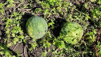 Watermelons grow in the field. Harvest season. video