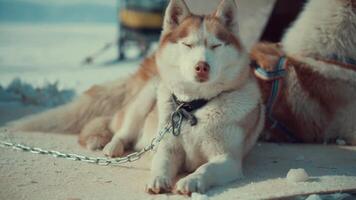 rauco cani rilassare su inverno lago baikal video