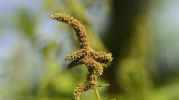 wild amaranth flower growing in the garden. thriving green spinach. video