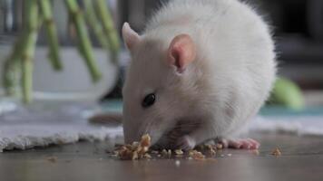 fermer de mignonne national blanc rat mange des noisettes. 4k video