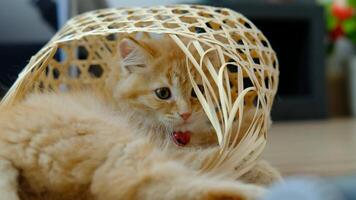 A cute orange kitten lounges in a bamboo basket. video