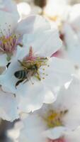 abeille sur le amande fleurs arbre video