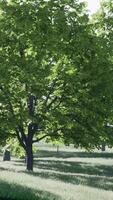 A serene landscape with a group of trees in a green field video