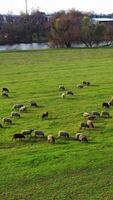 verde prato con pecore. un' lotto di pecora pascolo su campo pascolo vicino il fiume. mandria di domestico animali mangiare erba nel il campagna. aereo Visualizza. verticale video