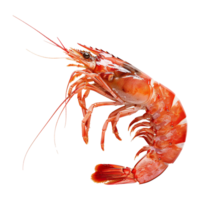 ai generiert rot Garnele isoliert auf transparent Hintergrund png