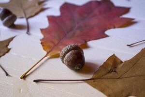 Autumn leaves on a white wooden background. Bright pattern. photo