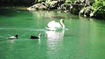 schön Weiß Schwan mit flauschige Flügel schwebend auf das See mit Enten im das Park auf ein sonnig Tag. Tiere, Vögel und Tierwelt, Reise und Ferien Konzept. schleppend Bewegung video