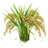 ai généré céréale fleurs ou surgir sur transparent Contexte - ai généré png