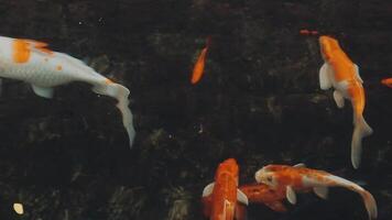 mesmerizing special beautiful colors koi fish in clear fresh water video