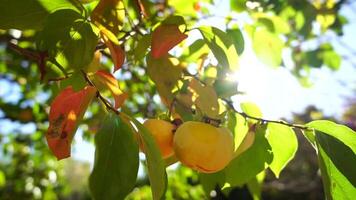 Ripe persimmons adorn tree branches. Persimmons hang from tree branches with vibrant leaves in autumn-kissed garden, showcasing nature seasonal transition. Organic agriculture production. Eco farming video