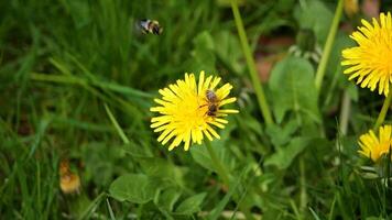schleppend Bewegung von ein Biene auf ein Löwenzahn Blume mit ein Hummel ankommen sehr schnell auf das Biene video