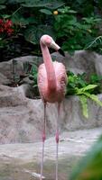 flamingo leven in natuur, flamingo leven in natuur video