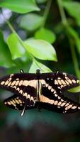 mooi beeldmateriaal van twee oranje vlinders paring in natuur. getuige de magie van vlinder liefde en insect gedrag in deze verbijsterend dieren in het wild . video
