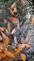 anmutig Koi Fisch gleiten über ein still Teich, ihr hell Farben ein heiter tanzen mit Licht reflektieren aus das Wasser. video