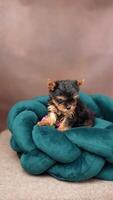 carino giocoso yorkshire terrier cucciolo cucciolo riposo su un' cane letto. piccolo adorabile cagnetto con divertente orecchie dire bugie nel lettino. domestico animali domestici video