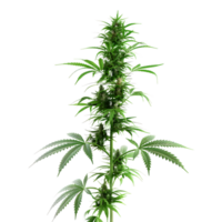 cannabis sativa plantar em transparente fundo png