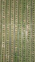aéreo Visão do ao ar livre orgânico maconha plantação tailândia. video
