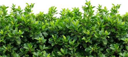 denso verde cerca com exuberante folhagem. png