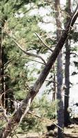 A rocky area with trees and rocks in the foreground video
