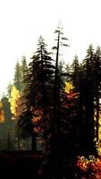 A forest filled with lots of tall trees video