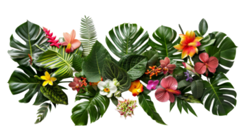 Exotic jungle plants and flowers on the transparent background, Format png