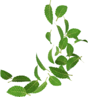 queda verde hortelã-pimenta png