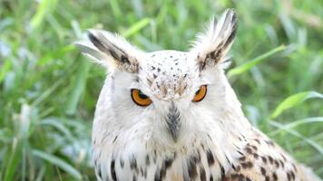Juvenile Eurasian Eagle Eagle-Owl living in nature video
