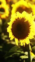Sonnenblumenfeld während des Sonnenuntergangs video