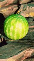 Watermelon fruit berry on rocky stones video