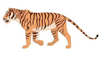 Tiger walking loop 2d animation video