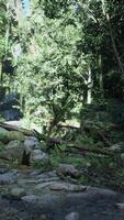 Scenic Dirt Road Surrounded by Trees and Rocks video