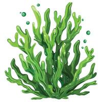 verde algas marinas ilustraciones, acuático marina algas vector