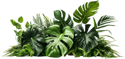 Green tropical plant bush png