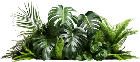 Green tropical plant bush png