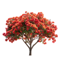 delonix regia boom met transparant achtergrond uitknippen png