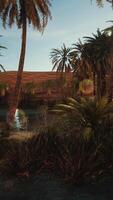 Palm Trees in Sahara Desert video