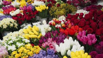 Blume Geschäft im Istanbul, Blume Anzeige zum Verkauf beim Straße Geschäft , video