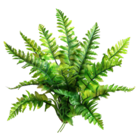 Fresh green Tree png