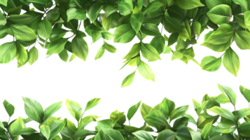 verde folhas fronteira ilustração png
